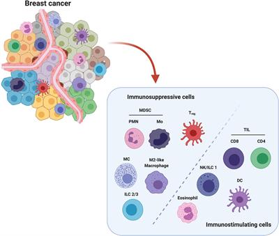 The Crosstalk Between Tumor Cells and the Immune Microenvironment in Breast Cancer: Implications for Immunotherapy